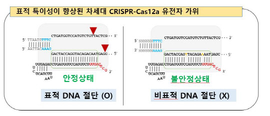 생명연 연구진은 표적하지 않은 DNA 절단을 줄여 표적 특이성을 획기적으로 향상시킨 '크리스퍼 카스 12a 유전자 가위' 기술을 개발했다고 2일 밝혔다.  생명연 제공